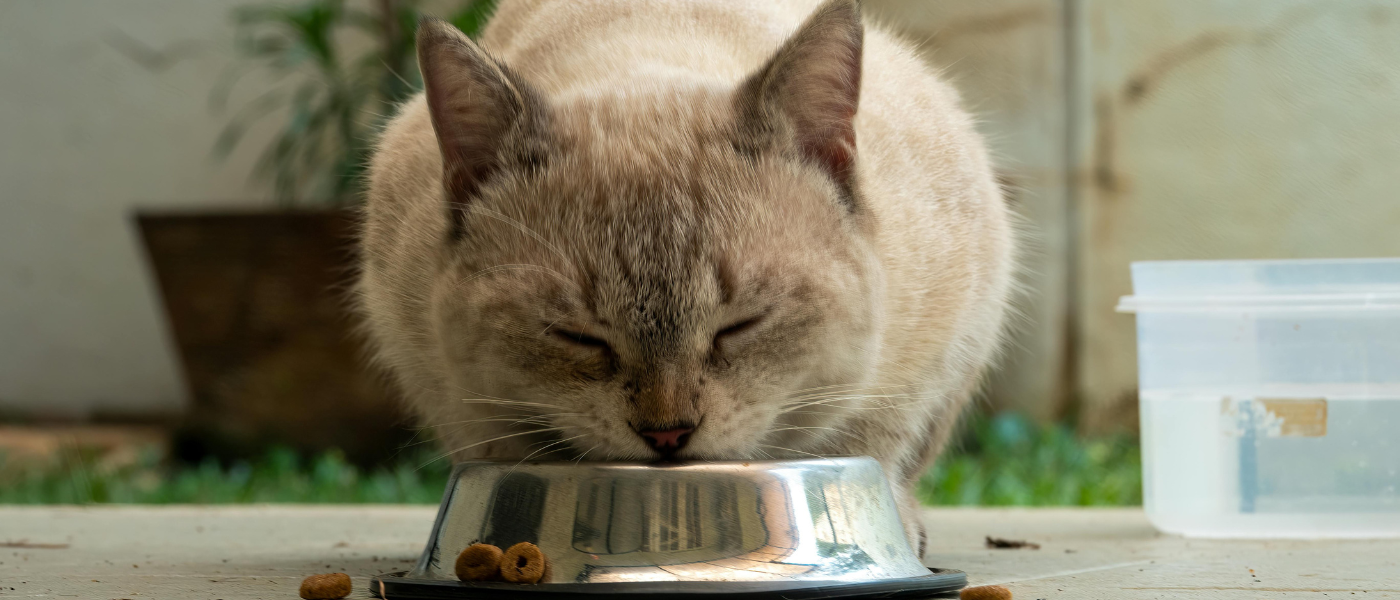 chat senior alimentation